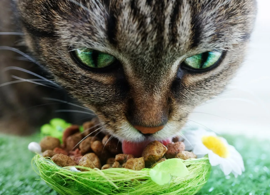 猫粮.png